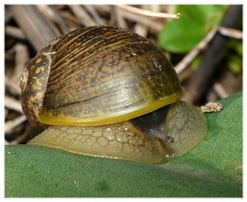 Cantareus apertus.........???